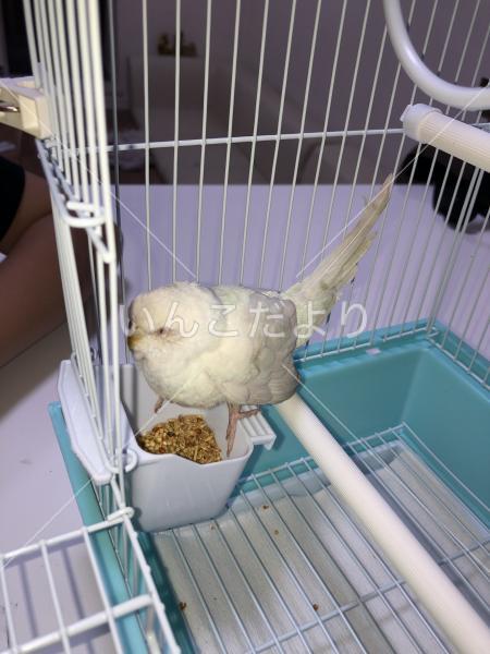 保護鳥の写真