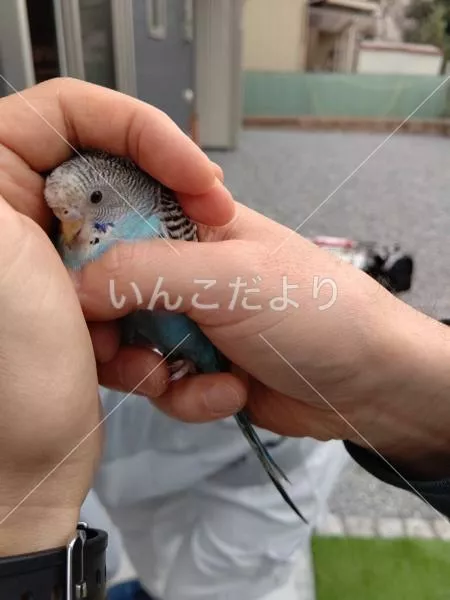 保護鳥の写真