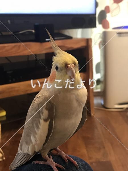 迷い鳥の写真