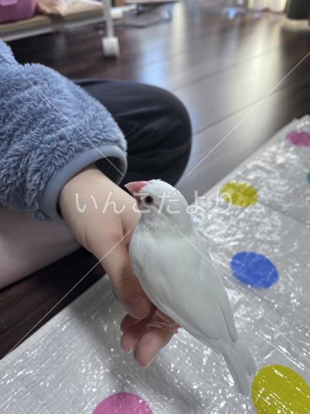 迷い鳥の写真