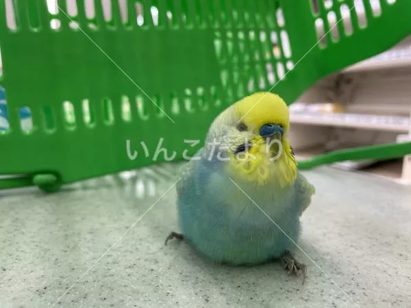 保護鳥の写真