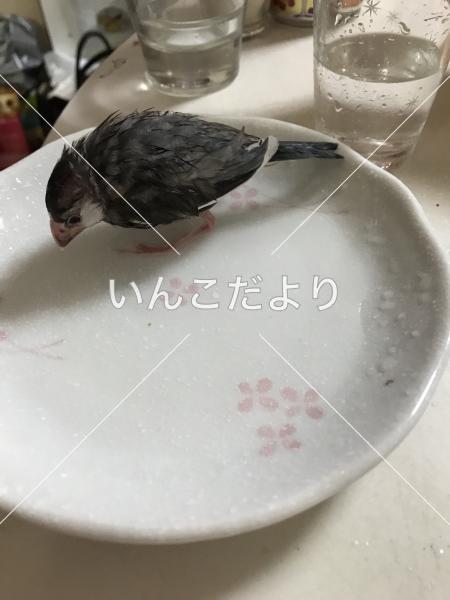 迷い鳥の写真