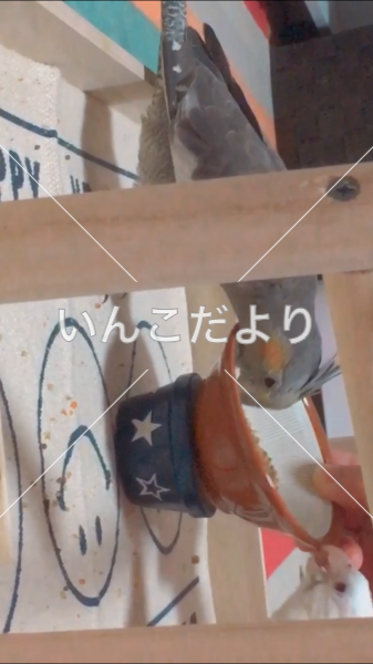 迷い鳥の写真