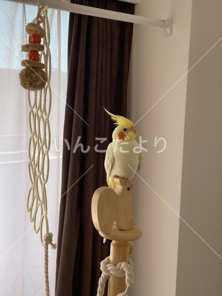 迷い鳥の写真