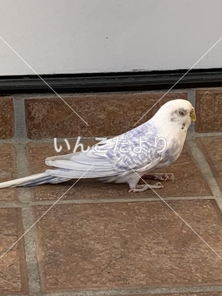 保護鳥の写真