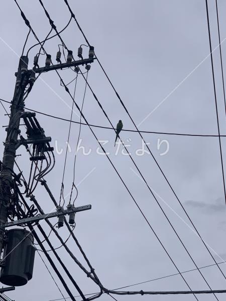 保護鳥の写真