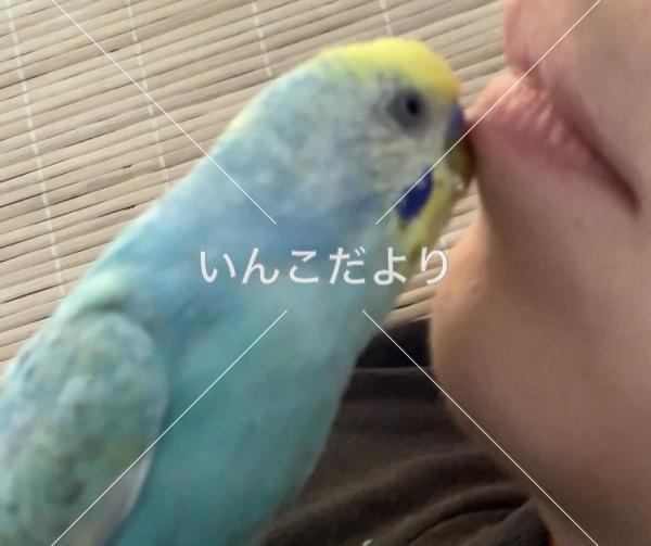 迷い鳥の写真