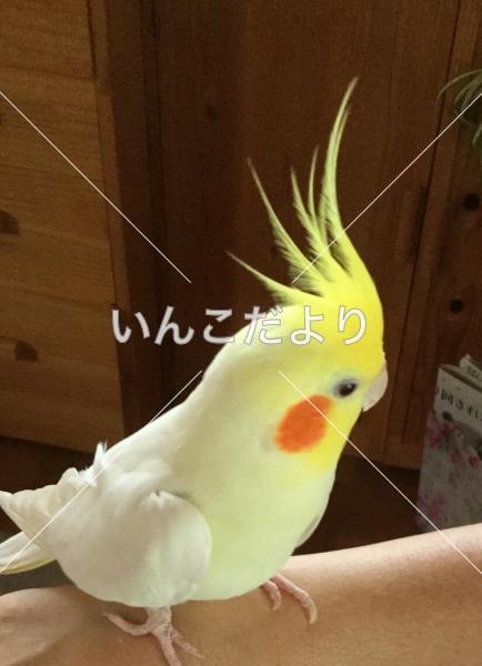 迷い鳥の写真