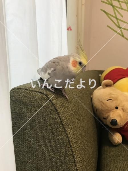 迷い鳥の写真