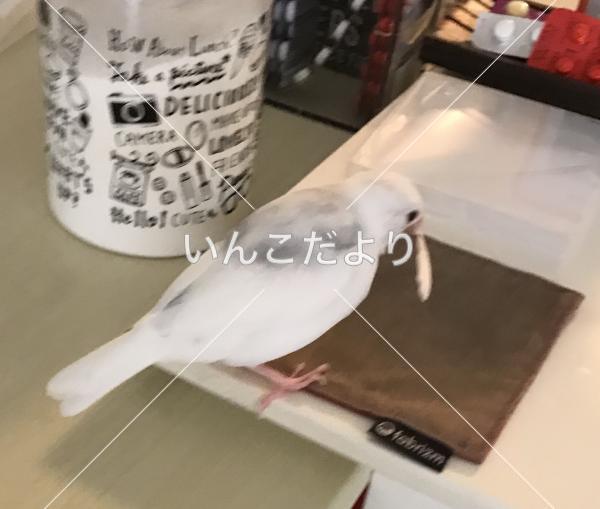迷い鳥の写真