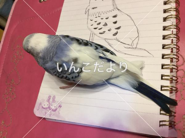 迷い鳥の写真