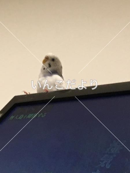 迷い鳥の写真