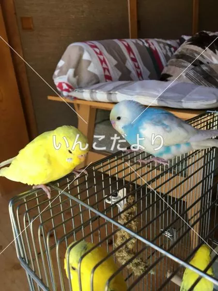 保護鳥の写真