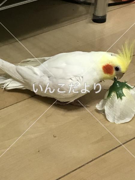 迷い鳥の写真