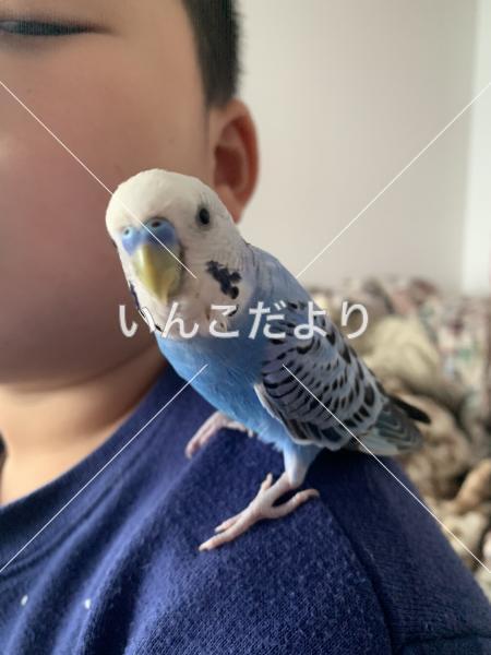 迷い鳥の写真