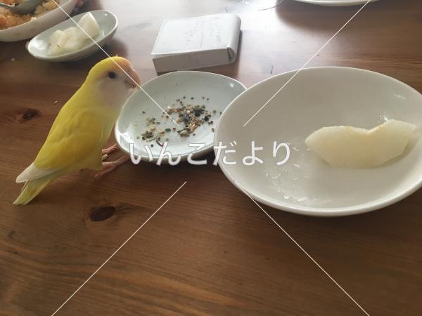 迷い鳥の写真
