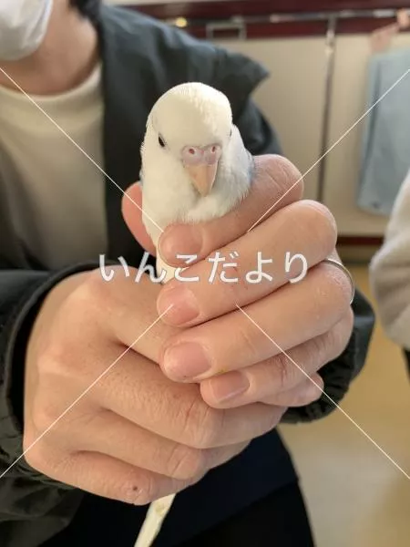 保護鳥の写真