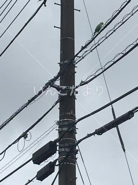 迷い鳥の写真