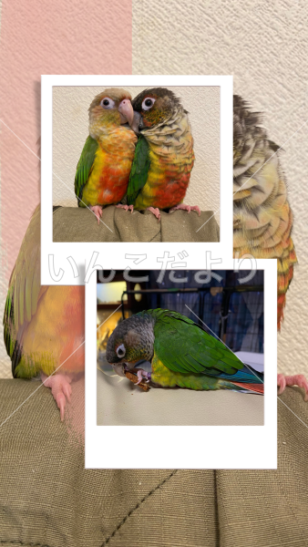 迷い鳥の写真