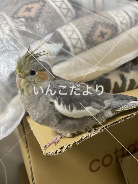 迷い鳥の写真