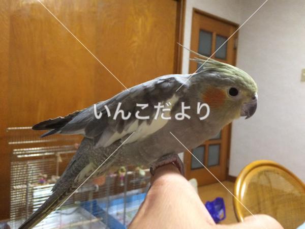 迷い鳥の写真