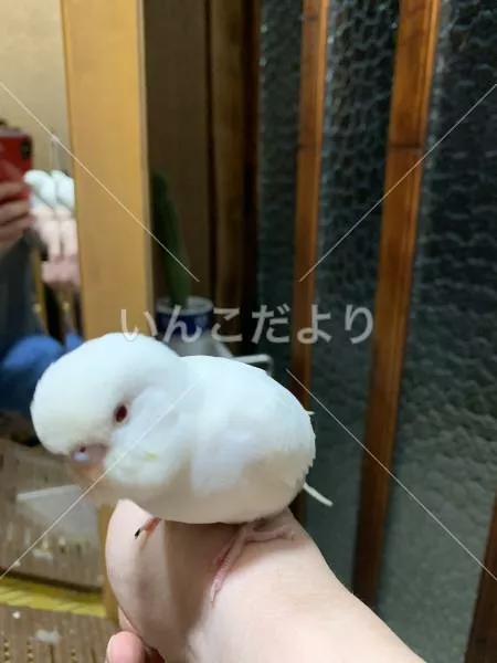 保護鳥の写真