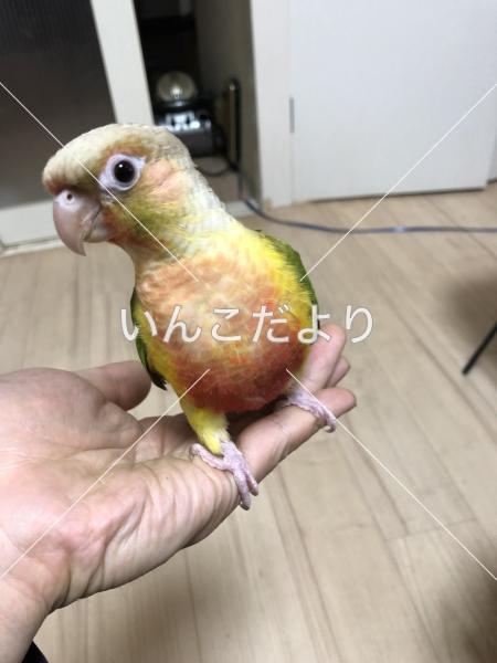 迷い鳥の写真