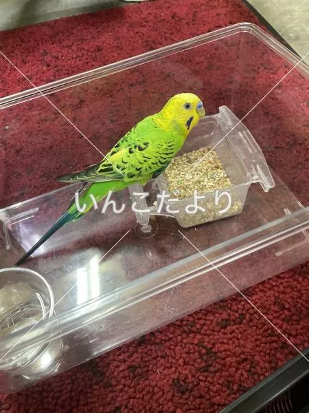 保護鳥の写真