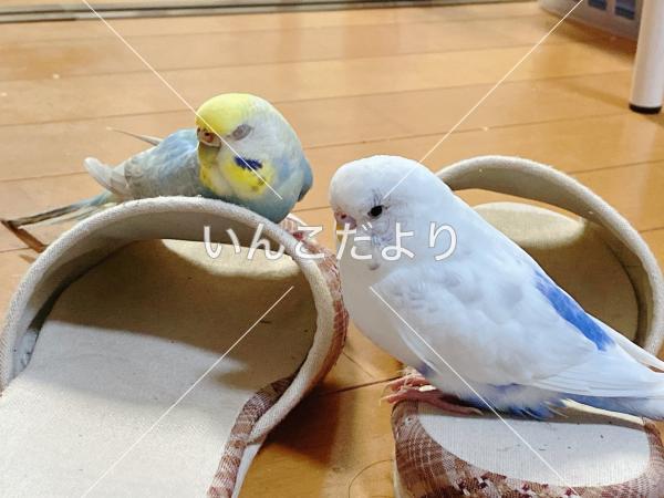 迷い鳥の写真