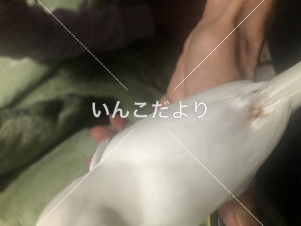 迷い鳥の写真