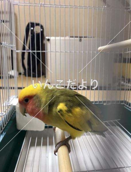 保護鳥の写真