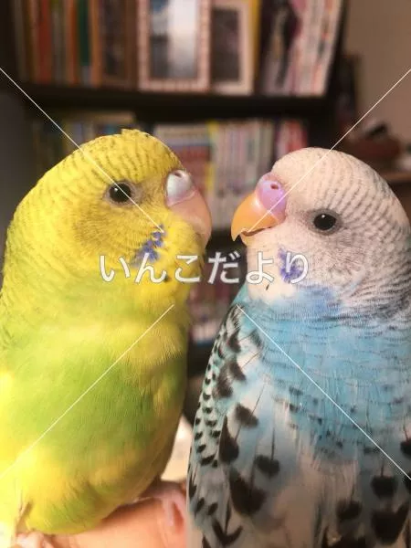 迷い鳥の写真