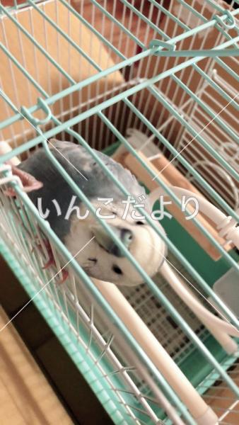 保護鳥の写真