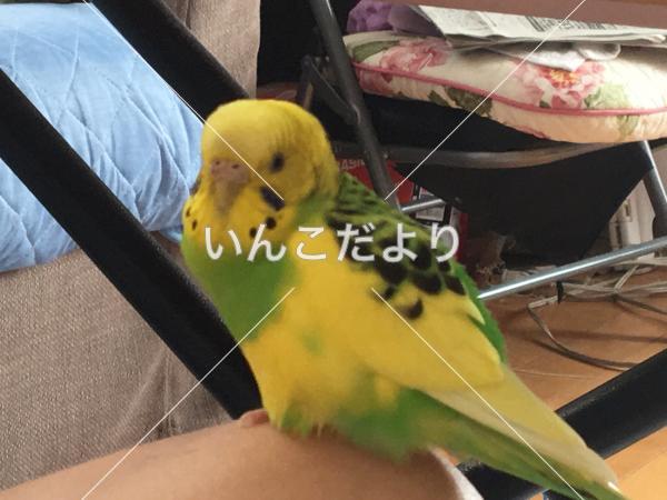 迷い鳥の写真