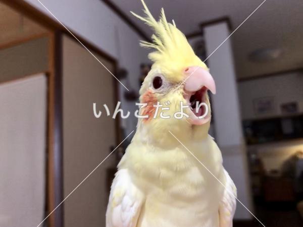 迷い鳥の写真