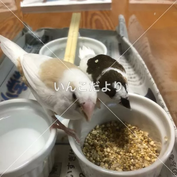 保護鳥の写真