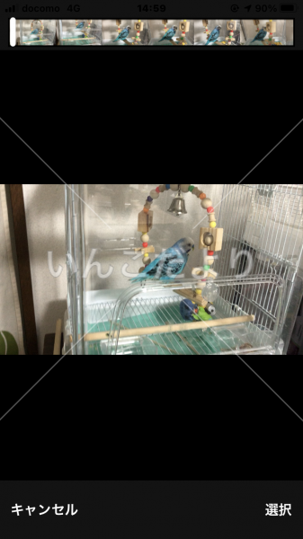 迷い鳥の写真