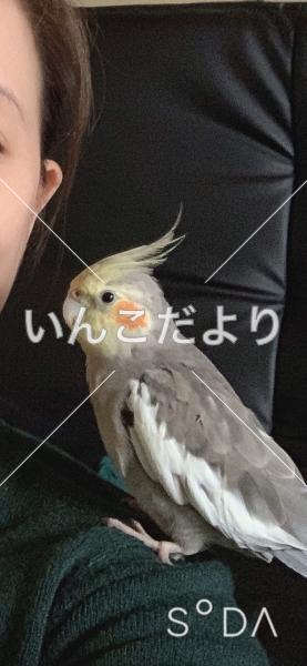 迷い鳥の写真