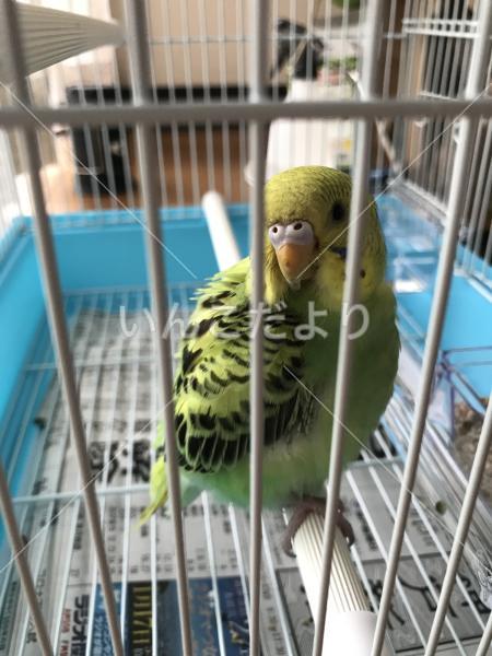 保護鳥の写真