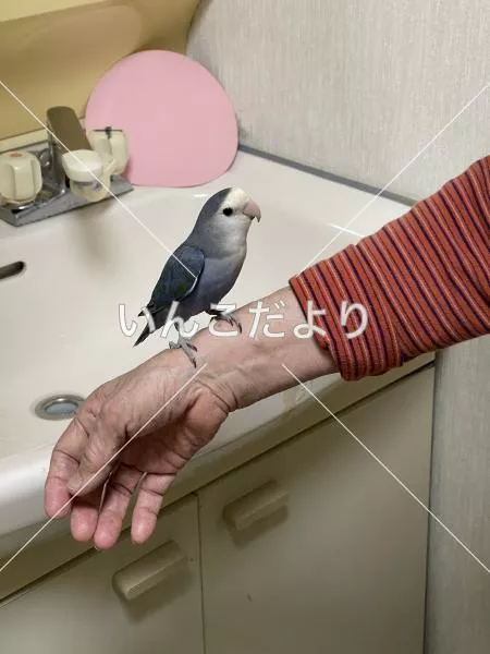 迷い鳥の写真