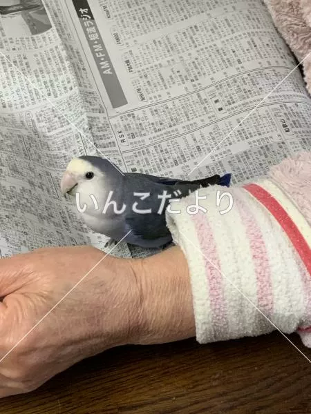 迷い鳥の写真
