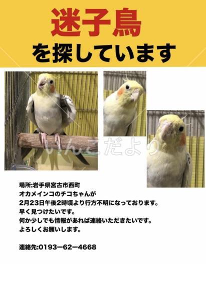迷い鳥の写真