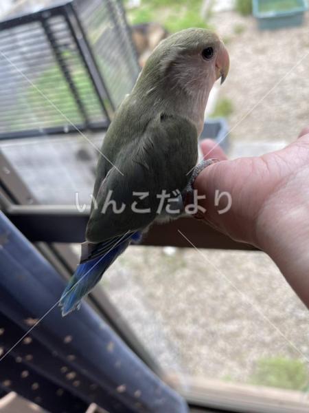 保護鳥の写真
