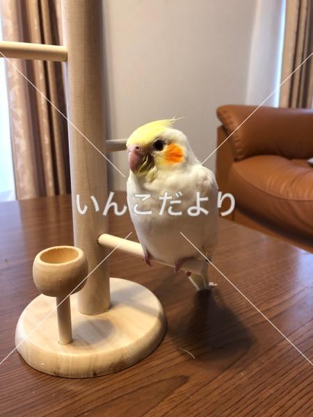 迷い鳥の写真