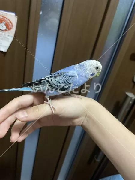保護鳥の写真