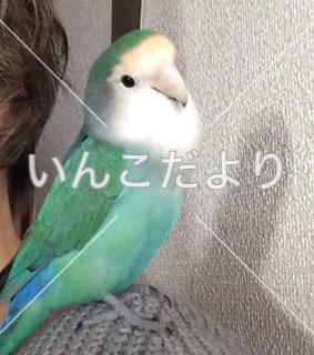 迷い鳥の写真