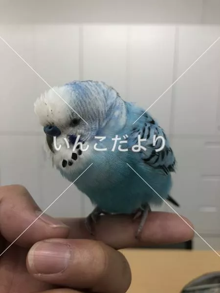 保護鳥の写真