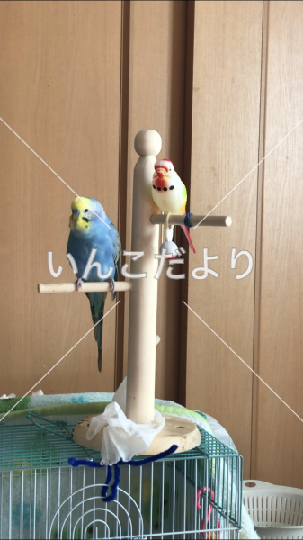 迷い鳥の写真