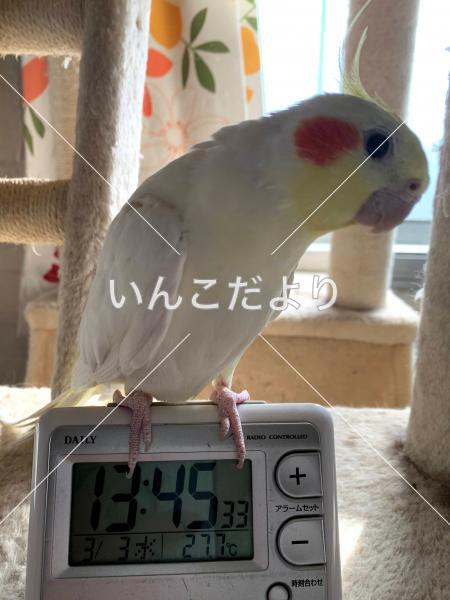迷い鳥の写真