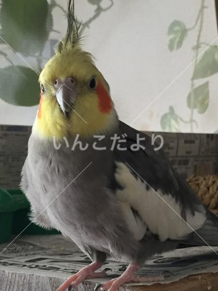 迷い鳥の写真